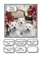 Three westies