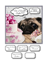 Pug do I smell cake??
