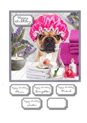 Pampered Pug