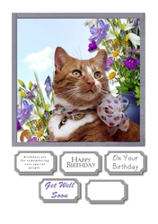 Cat and flowers for birthday or get well