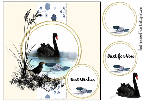 Black swan - just for you