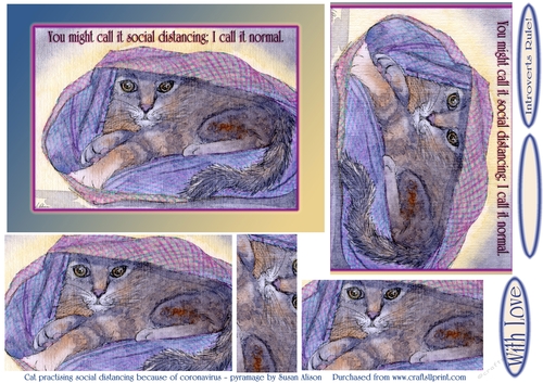 Cat practising social distancing because of coronavirus - pyramage by Susan Alison
