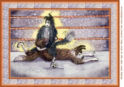 Wrestling Border Collie Dogs