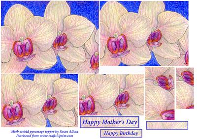 Moth Orchid Pyramage Topper