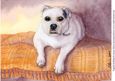 A4 English Bulldog