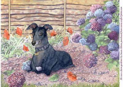 A4 This Greyhound Dog Was a Keen Gardener