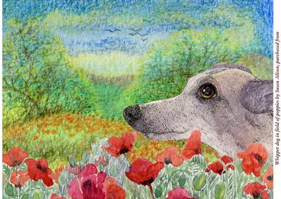 A4 Whippet Greyhound Dog in Field of Poppies