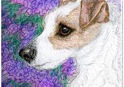 Jack Russell Terrier Couldn't Remember Where He'd Buried It