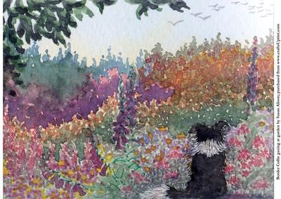 Border Collie Dog Gazing at Garden