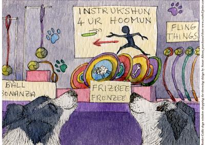 Border Collie Dogs Window Shopping for Throwing Things