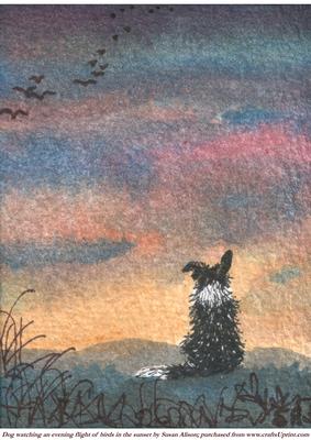 Dog Watching an Evening Flight of Birds in the Sunset