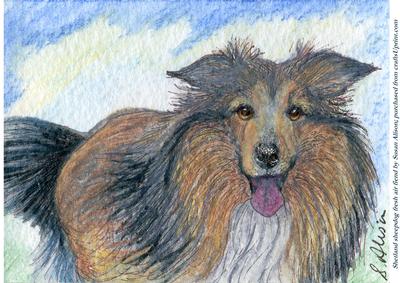 Shetland Sheepdog Fresh Air Fiend