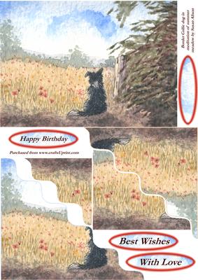 Border Collie Dog Meditating on Summer Meadow