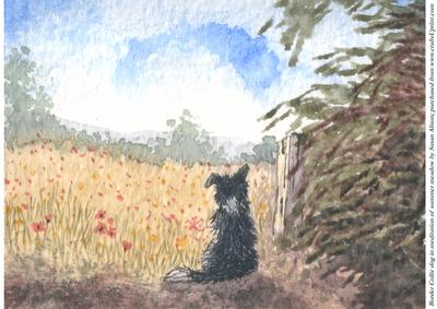 Border Collie Dog Meditating on Summer Meadow