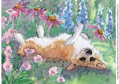 Corgi Dog Rolling in the Herbaceous Border