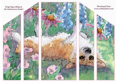 Corgi Dog Rolling in the Herbaceous Border Theatre Fold