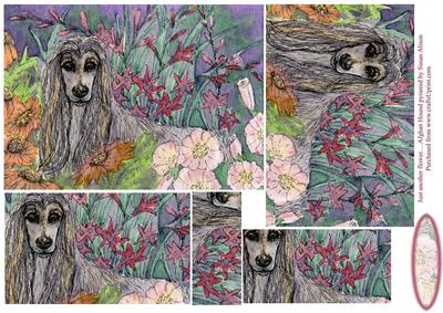 Just Another Flower - an Afghan Hound in the Garden