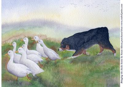 Bringing the Ducks Home