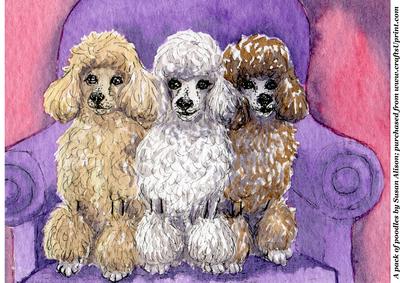 A Pack of Poodles