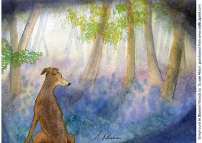 Greyhound in Bluebell Woods
