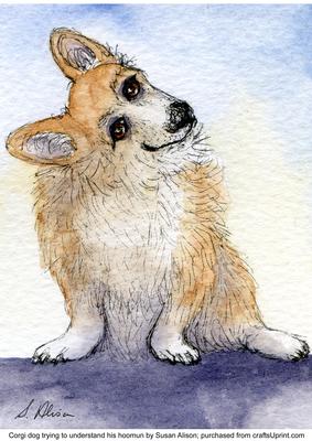 Corgi Dog Trying to Understand His Hoomun
