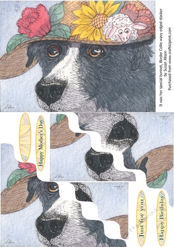 It was her special bonnet - Border Collie dog in a bonnet, wavy edged stacker