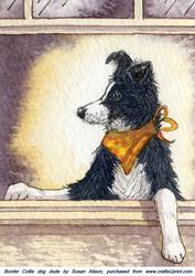 Border Collie Dog Dude