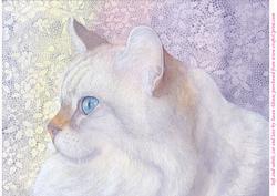 A4 Soft and Subtle, Cat and Lace