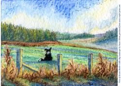 A4 View of Dreams Border Collie Dog in Landscape