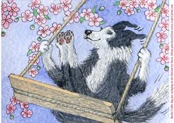 A4 Border Collie Dog Swinging in the Blossom
