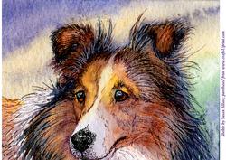 A4 Sheltie