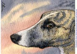A4 Brindle Greyhound Whippet Dog