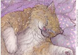 A4 Cat Nap