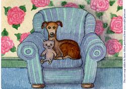 A4 This Greyhound and His Teddy Bear Are Soap Addicts - 