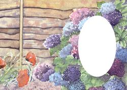 Poppies and Hydrangeas Against the Fence