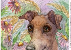 A4 in Hiding, Dog in Garden