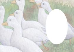 Ducks Insert