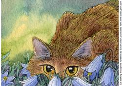 Cat Stalking Through the Harebells