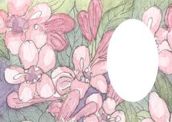 Pink Blossom Insert