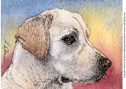 Labrador Retriever