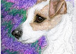 Jack Russell Terrier Couldn't Remember Where He'd Buried It
