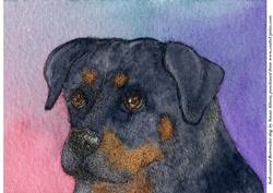 Soft-centred Rottweiler Dog