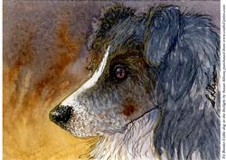 Tri Border Collie Dog in the Firelight