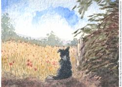 Border Collie Dog Meditating on Summer Meadow
