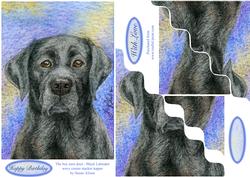 The Boy Next Door - Black Labrador Retriever