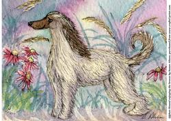 Afghan Hound Enjoying the Breeze