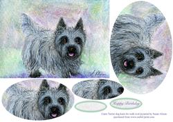 Cairn Terrier Dog Keen for Walk