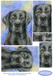 The Boy Next Door - Black Labrador - Pyramage