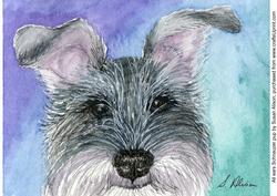 All Ears Schnauzer Pup