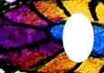 Peacock Butterfly or Fairy Wing Insert